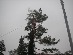 Pflege|Fällarbeiten|Kundengärtner Fiore|Neuendorf