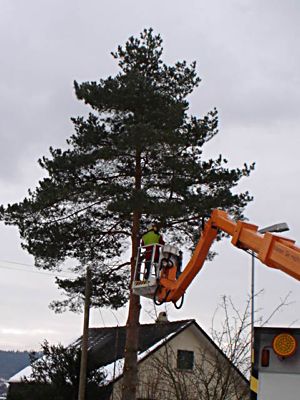 Pflege|Fällarbeiten|Kundengärtner Fiore|Neuendorf